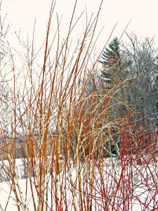 Ninebark 'Diablo' and Red Twigged Dogwoods in winter