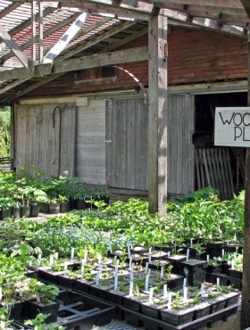 Woodland plants for sale at Cady's Falls Nursery, Morrisville, Vermont