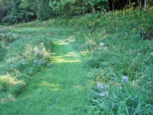 A grass path through our meadow