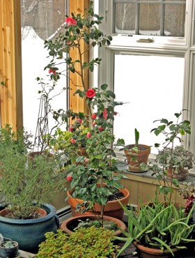 The greenhouse in January