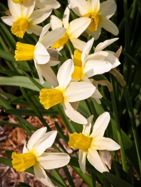 Jack Snipe daffodils