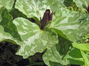 Trillium cuneatum at Garden in the Woods