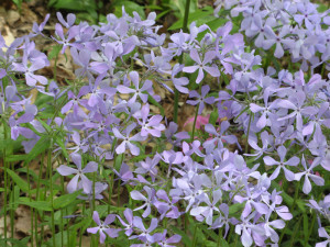 Phlox stolonifera 'Blue Ridge' at Garden in the Woods