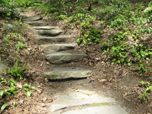 Along the Curtis Trail at Garden in the Woods