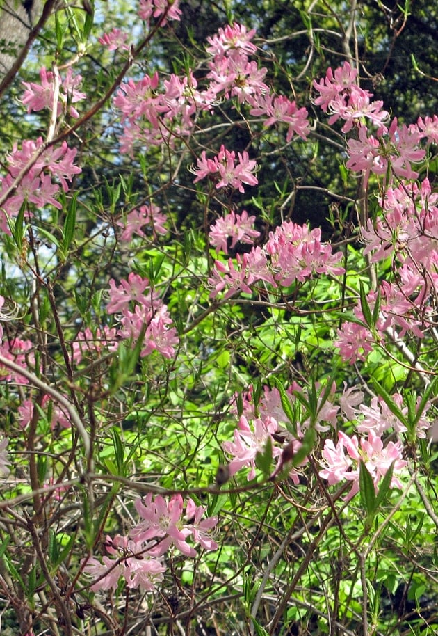 Pinkshell Azalea, Rhododendron vaseyi, at Garden in the Woods