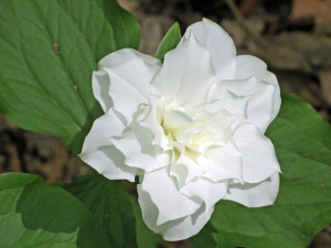 Trillium grandiflorum multiplex