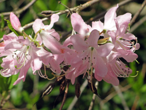 Rhododendron vaseyi flowers