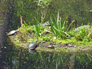 Turtles bask in the sun at Garden in the Woods