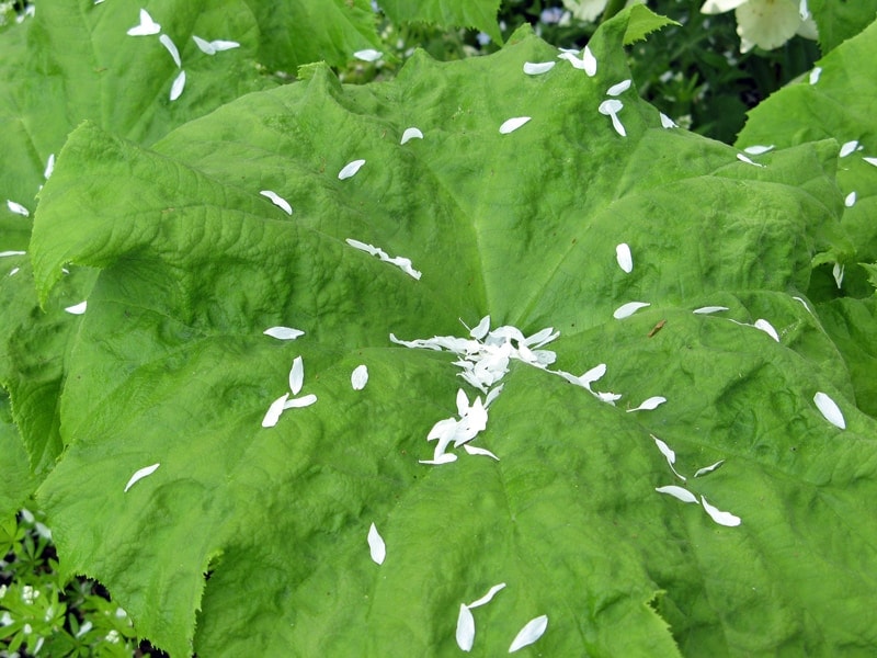 Astilboides leaf decorated with petals from the serviceberry