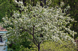 Donald Wyman Crab Apple (D40-1785) Donald Wyman Crab Apple