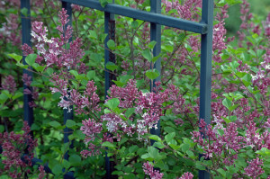 Dwarf korean littleleaf lilac