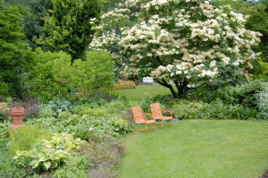 Japanes tree lilac; Syringa reticulata