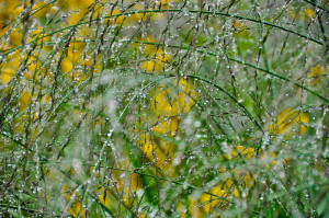 Molinia and raindrops