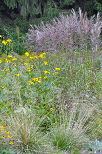 Miscanthus 'Malepartus'