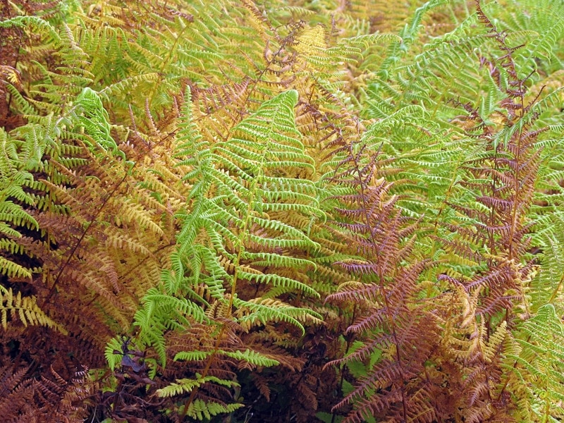 Hay scented ferns