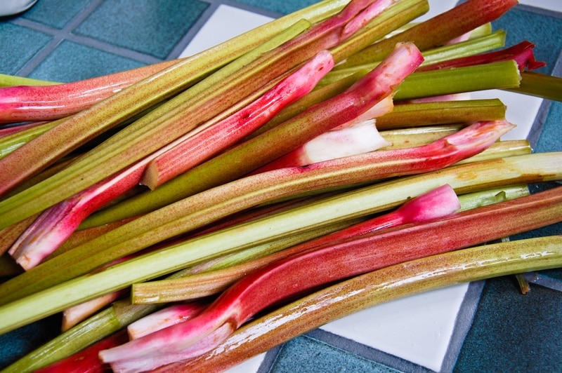 Rhubarb in October