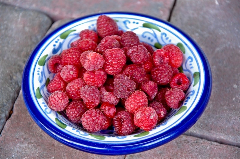 Fall raspberries