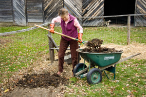 Aged manure for the fruit bushes