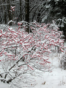 Ilex verticillata in the snow