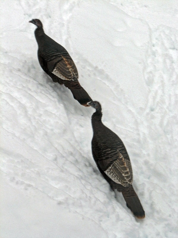 Turkey stomp North Country Reflections