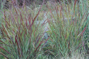 In August and September the leaves of Panicum 'Shenandoah' become tinged with bronze