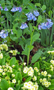 Transatlantic companions: Virginia bluebells and English primroses