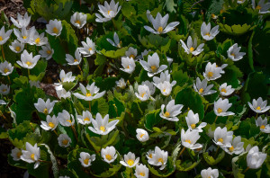 Bloodroot in early spring
