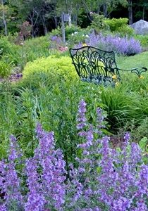Nepeta 'Walker's Low' flowers in June, July and August in our large perennial bed