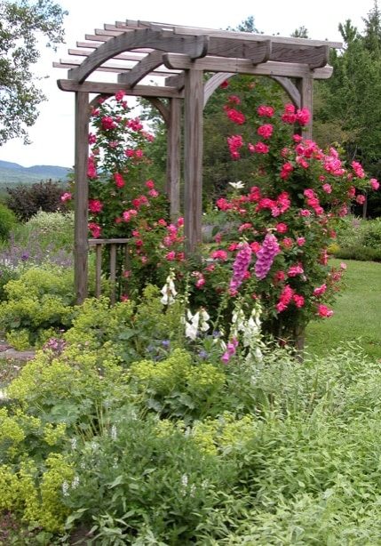 William Baffin Roses faced off by Kerria japonica 'Picta' 